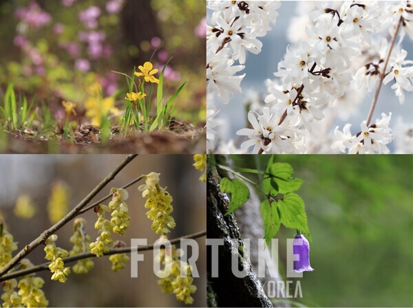 (왼쪽 상단부터 시계방향) 노랑붓꽃, 미선나무, 금강초롱꽃, 히어리 [사진=천리포수목원]