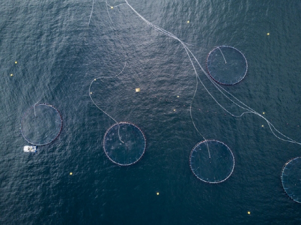 [사진=포춘US] 노르웨이의 연어 양식장 모습. 머지않아 양식 물고기용 사료를 천연 물고기가 아닌 해조류에서 추출한 성분으로 만들 수 있을지도 모른다.