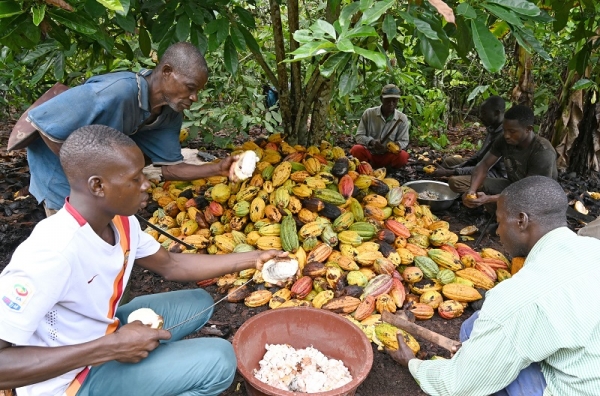 코트디부아르의 재배농들이 코코아 열매 껍데기를 깨고 있다. 사진=포춘US