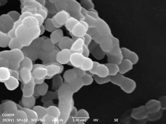 현미경으로 관찰한 녹차유산균. 사진=아모레퍼시픽 제공