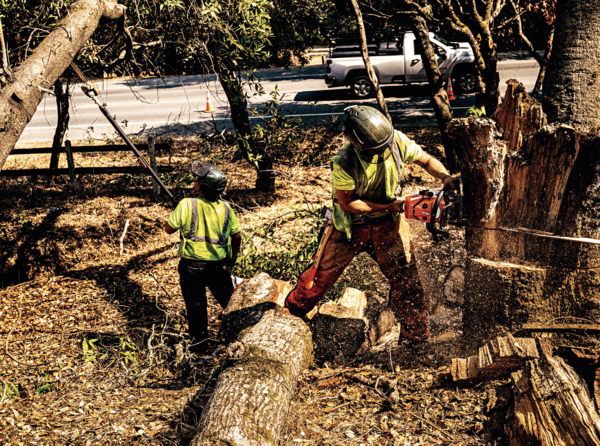 미래의 산불을 예방하다: 포톨라 밸리의 소방대원들이 가로수 화재 위험을 줄이기 위해 나무와 덤불을 치우고 있다. [사진=포춘]