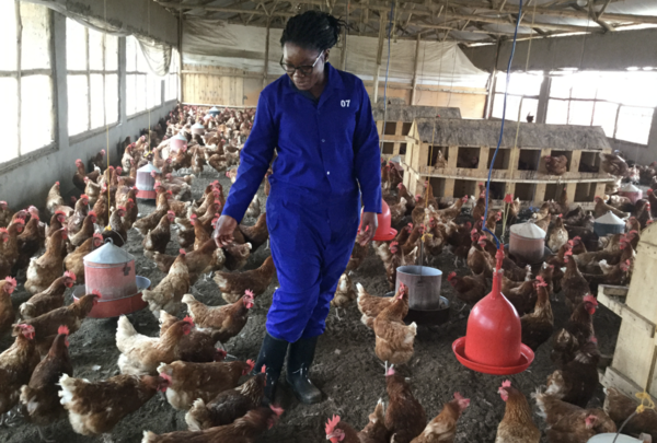 협업 체제 엘랑코 동물약품의 수의사 실비아 아치엥이 우간다의 한 양계장에서 닭의 건강을 체크하고 있다. COURTESY OF ELANCO ANIMAL HEALTH.