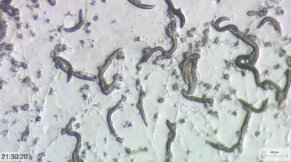 곰팡이가 설치한 끈적이는 덫에 걸린 사설 바카라들. [사진=Fungal-Worm Lab IMB Academia Sinica 유튜브 캡처]