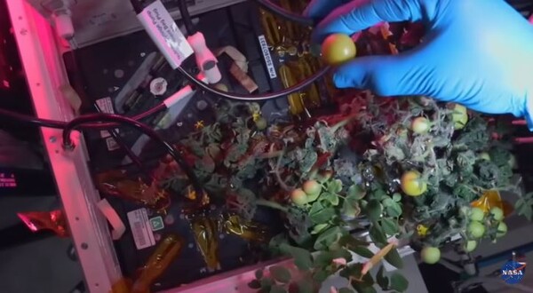 바카라 성공 디시정거장에서 재배한 토마토. [사진=NASA]