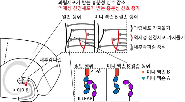 PTPδ의 미니 엑손 B로 인해 조절되는 흥분-억제 비율 [사진=KAIST]