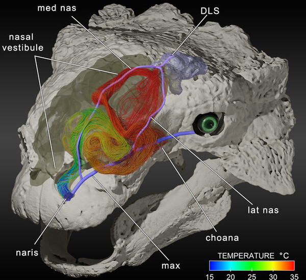 에우옵로케팔루스(Euoplocephalus, AMNH 5405)의 왼쪽 비강을 통한 흡기 과정을 전산유체역학(CFD)무료 슬롯 사이트 시뮬레이션한 기류와 주변 정맥 혈관 경로. DLS, 등쪽 종적 정맥동(dorsal longitudinal sinus); lat nas, 외측 비정맥(lateral nasal vein); max, 상악정맥(maxillary vein); med nas, 내측 비정맥(medial nasal vein)이 묘사됐다. [자료=The living dinosaur: accomplishments and challenges of reconstructing dinosaur physiology] 