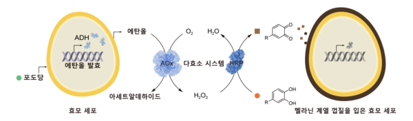 올림푸스 슬롯사이트대사 연계형 자율적 SCNE 방법론을 보여주는 모식도 [사진=KAIST] 