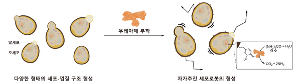 다양한 형태의 세포-껍질 구조체로부터 자가추진 세포올림푸스 슬롯사이트의 형성과정을 보여주는 도식 [사진=KAIST] 
